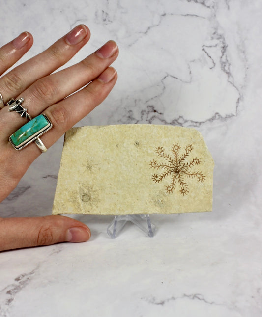 Floating Crinoid Fossil