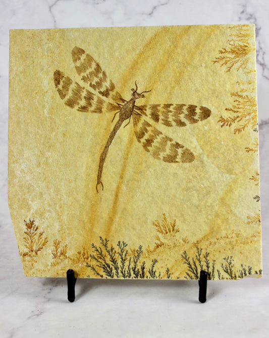 Dragonfly Dendrite Fossil