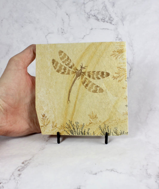 Dragonfly Dendrite Fossil