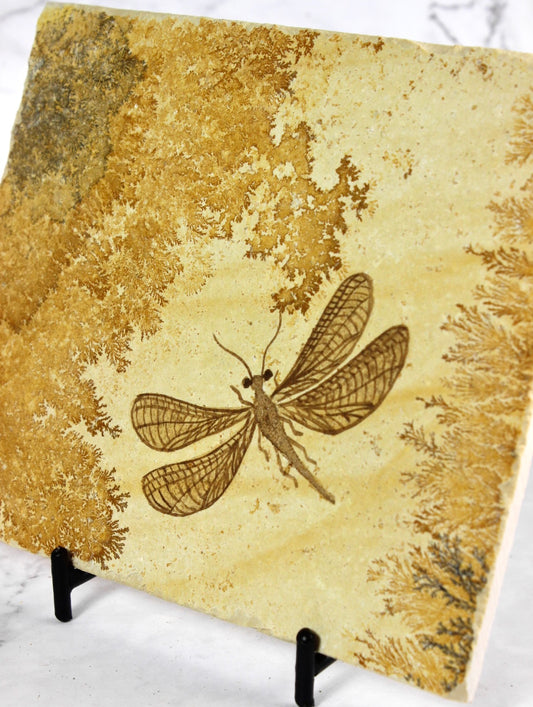 Dendritic Lacewing Fossil