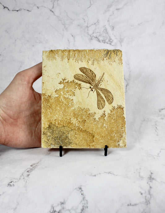 Dendritic Lacewing Fossil