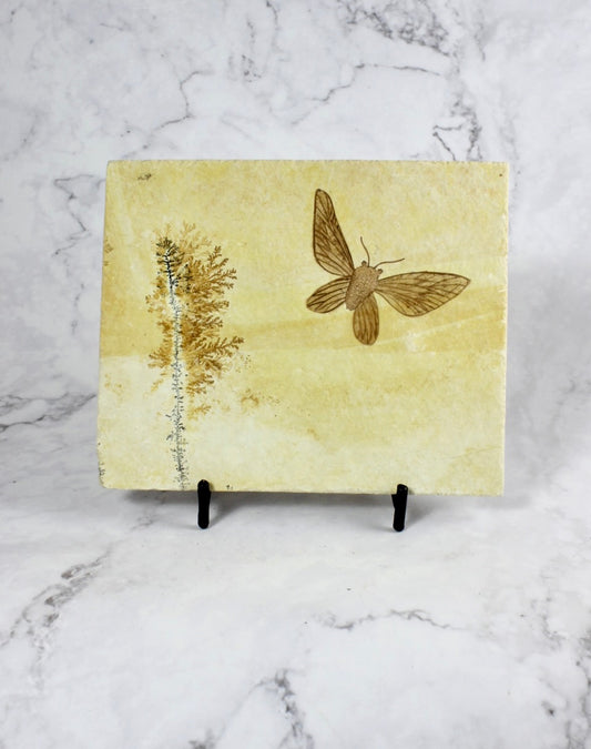 Jurassic Moth Fossil