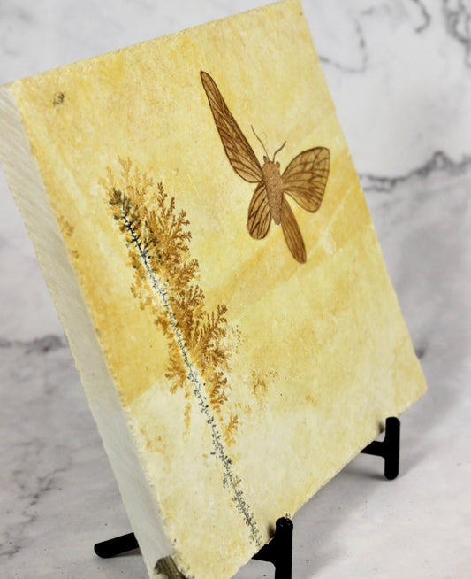 Jurassic Moth Fossil