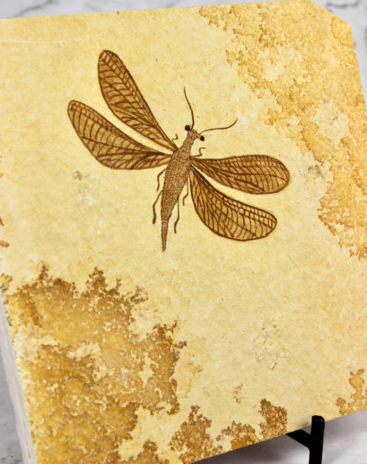 Green Lacewing Fossil