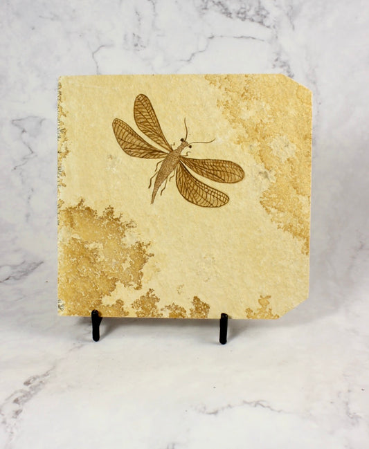 Green Lacewing Fossil