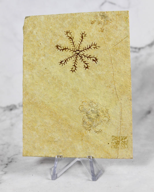 Feather Star Fossil