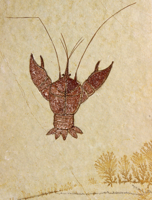 Lobster Fossil