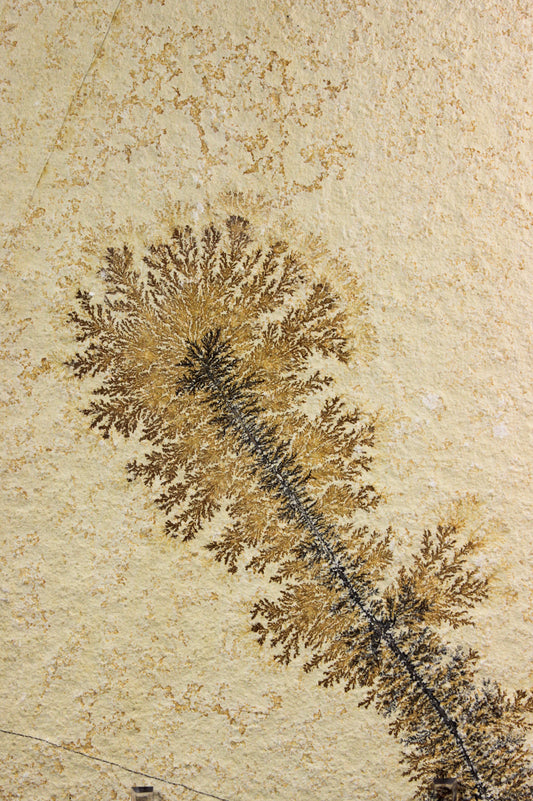 Dendritic Sandstone