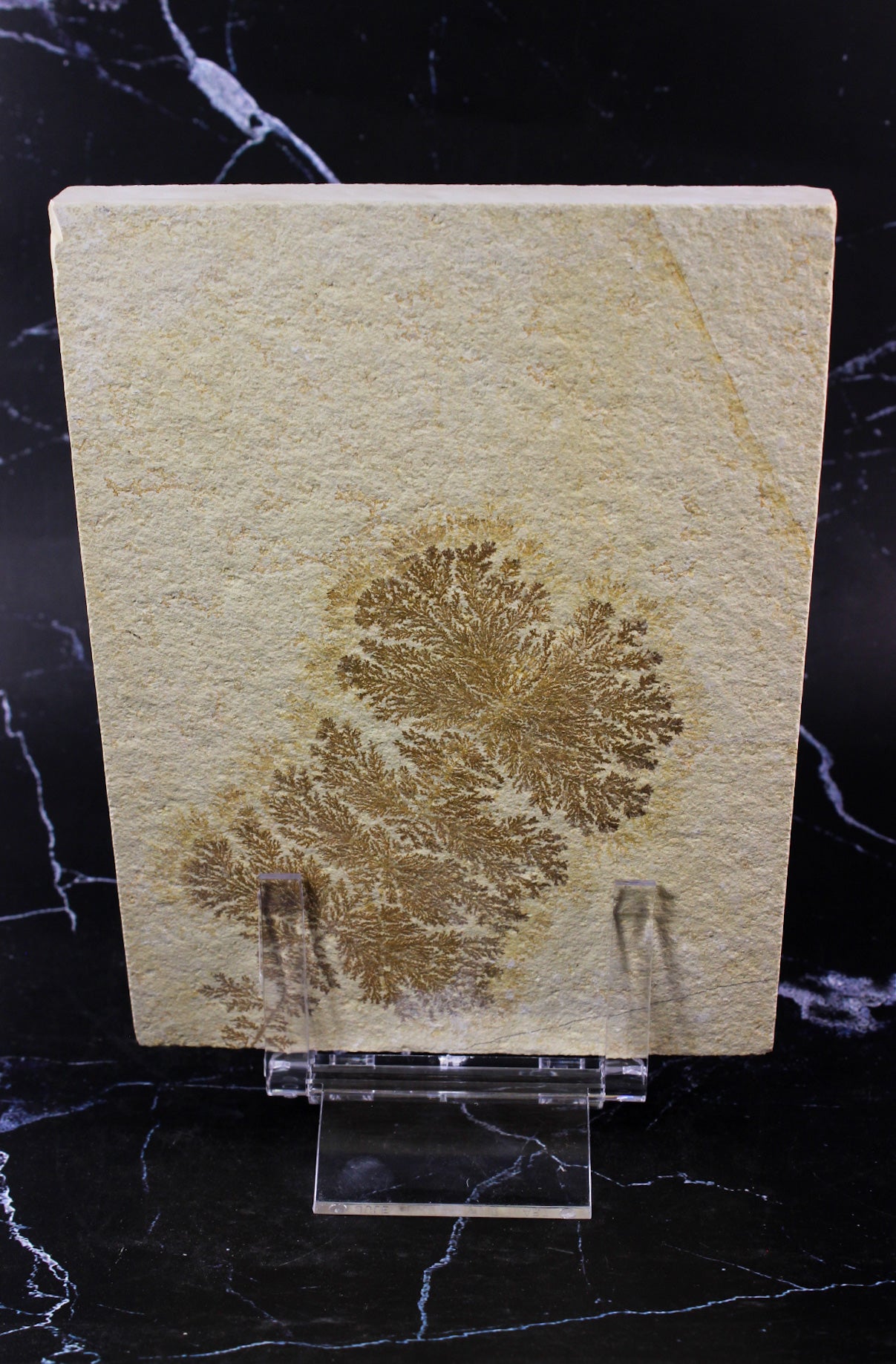 Dendritic Sandstone
