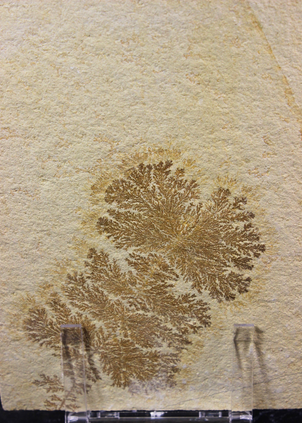 Dendritic Sandstone