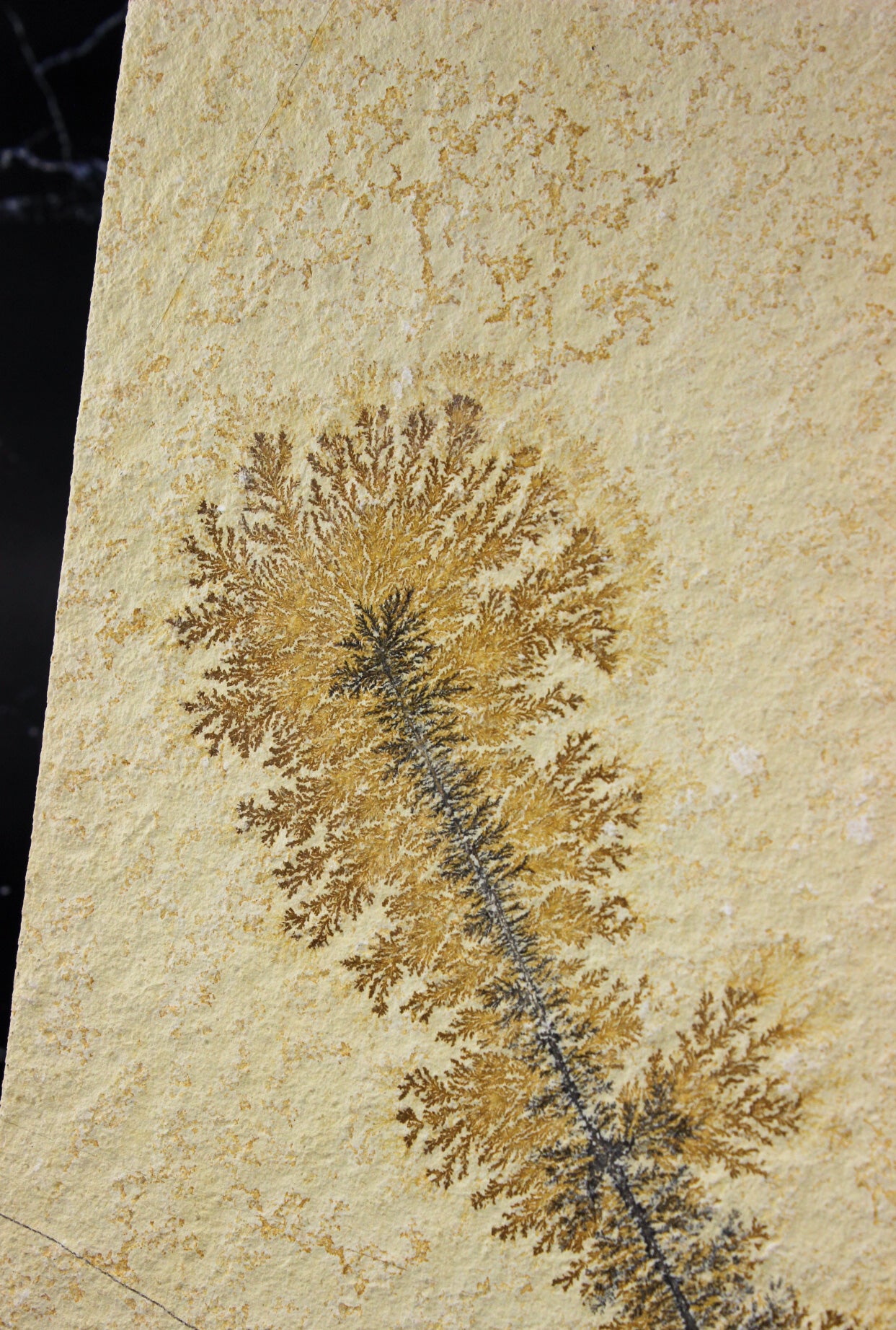Dendritic Sandstone