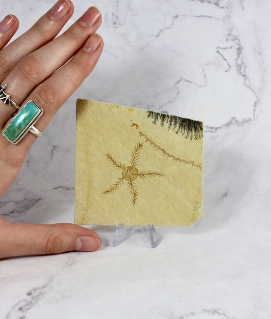 Brittle Star Fossil