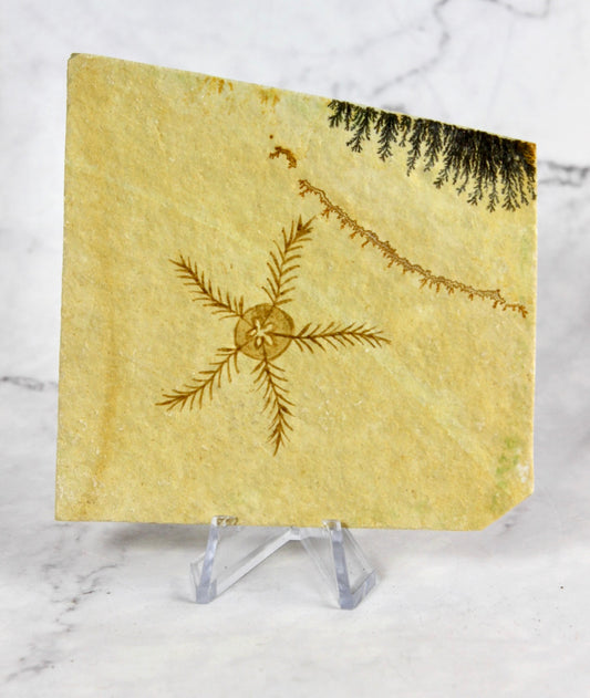 Brittle Star Fossil