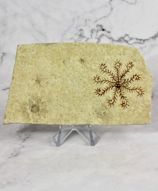 Floating Crinoid Fossil