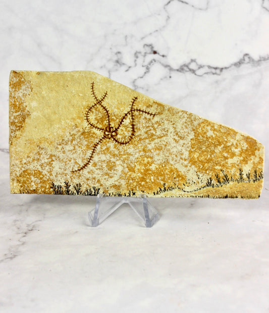 Starfish Fossil
