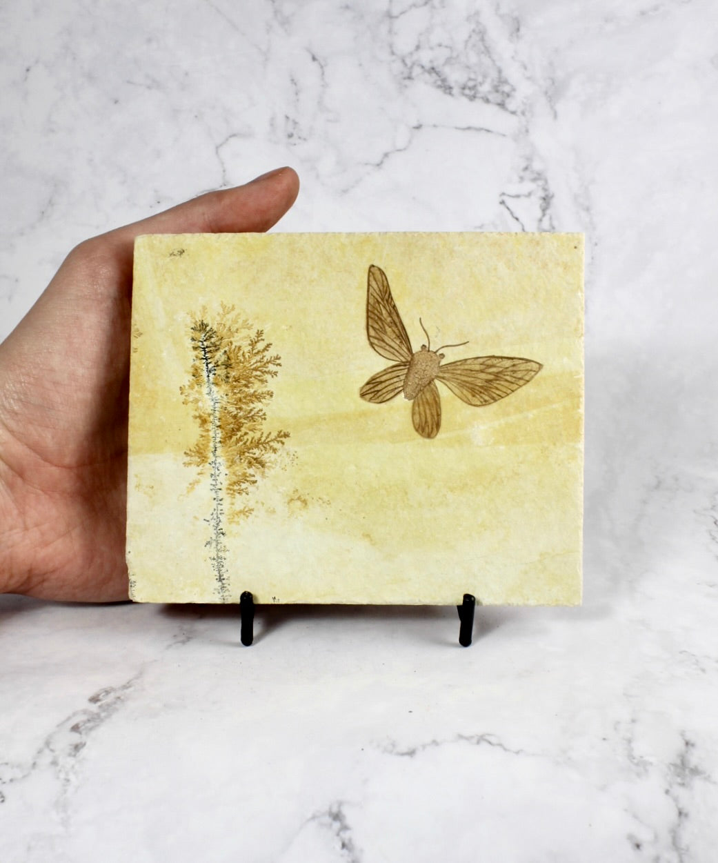 Jurassic Moth Fossil
