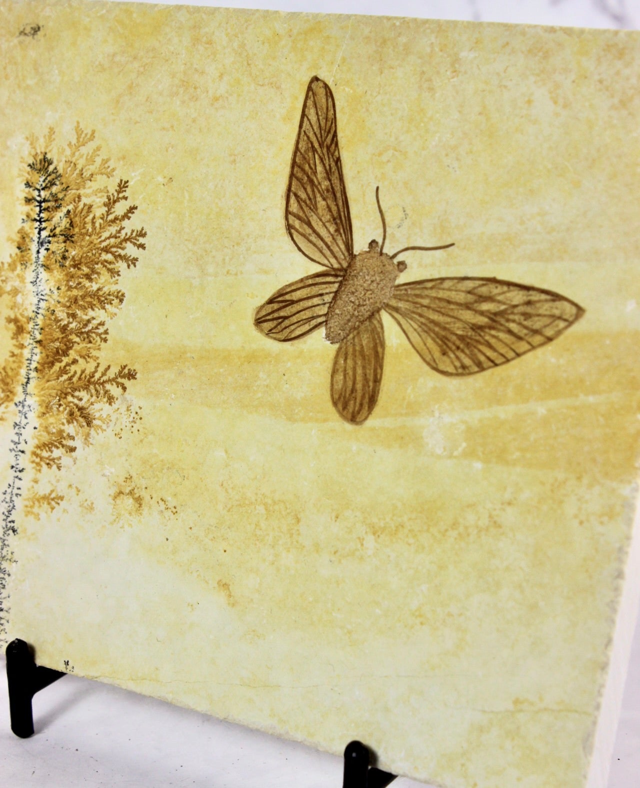 Jurassic Moth Fossil