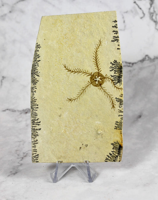 Serpent Star Fossil