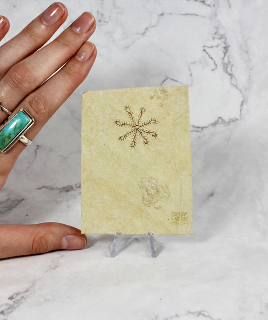 Feather Star Fossil