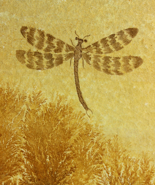 Dendritic Dragonfly Fossil