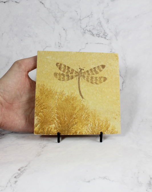 Dendritic Dragonfly Fossil