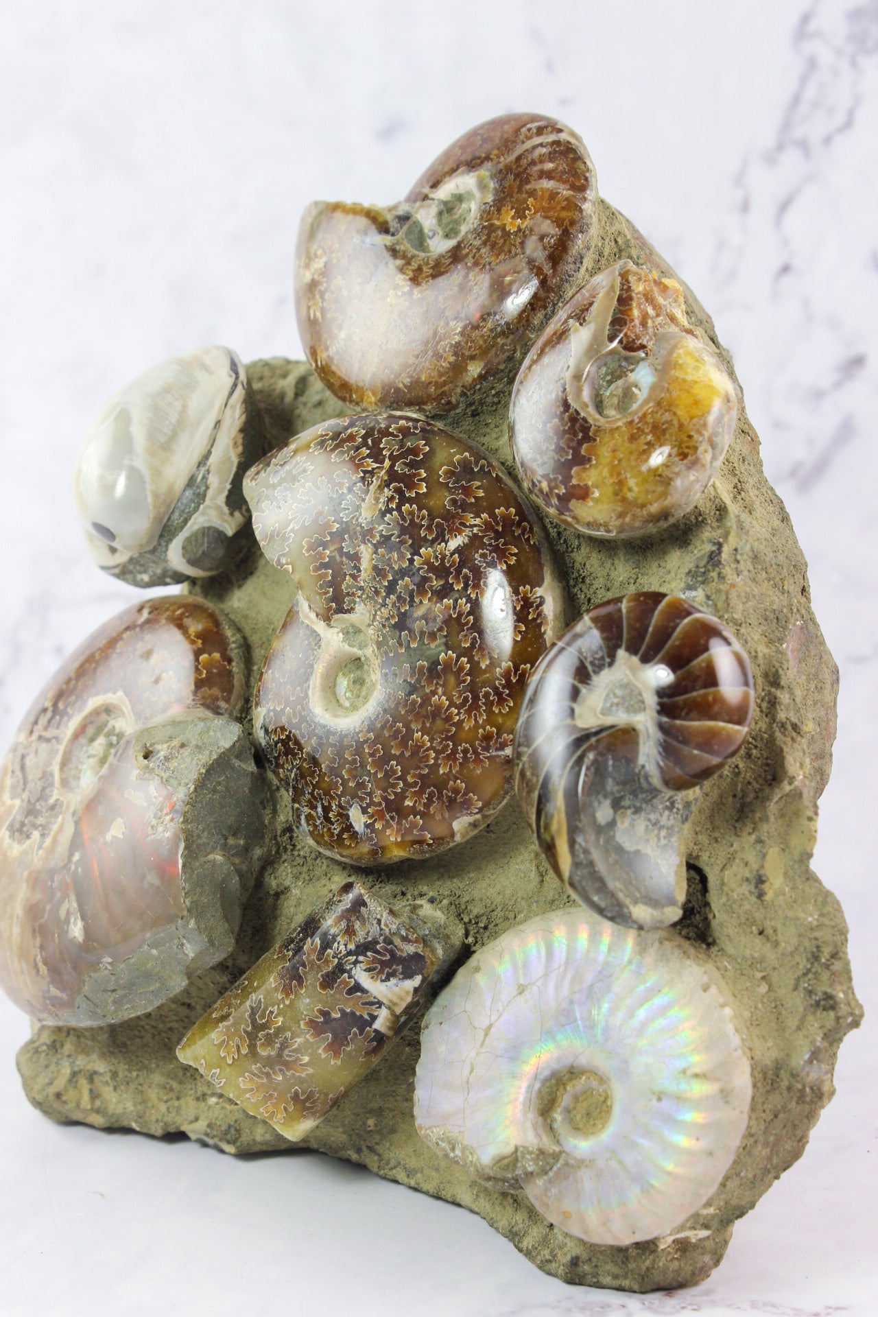 Ammonite Fossil Collage