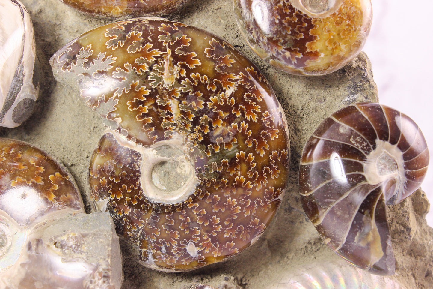 Ammonite Fossil Collage
