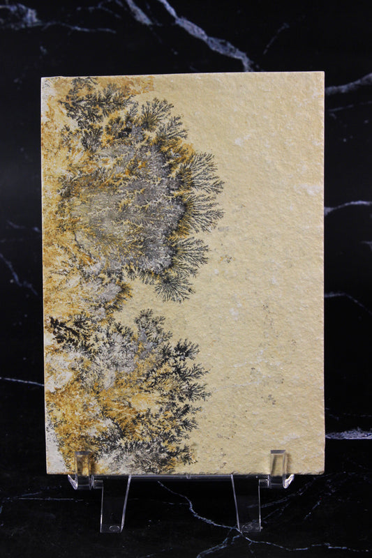 Dendritic Sandstone #4