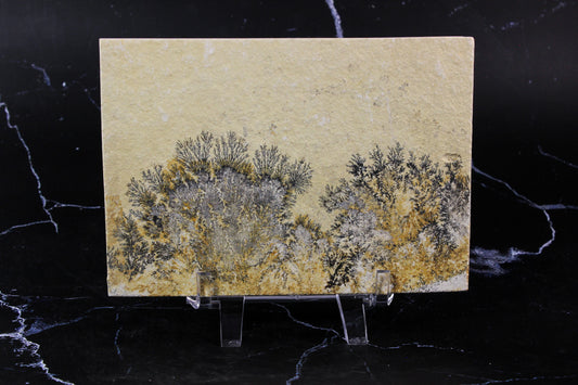 Dendritic Sandstone #4